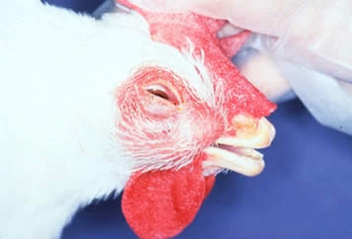 Coriza infecciosa, tumefacción facial, gallina