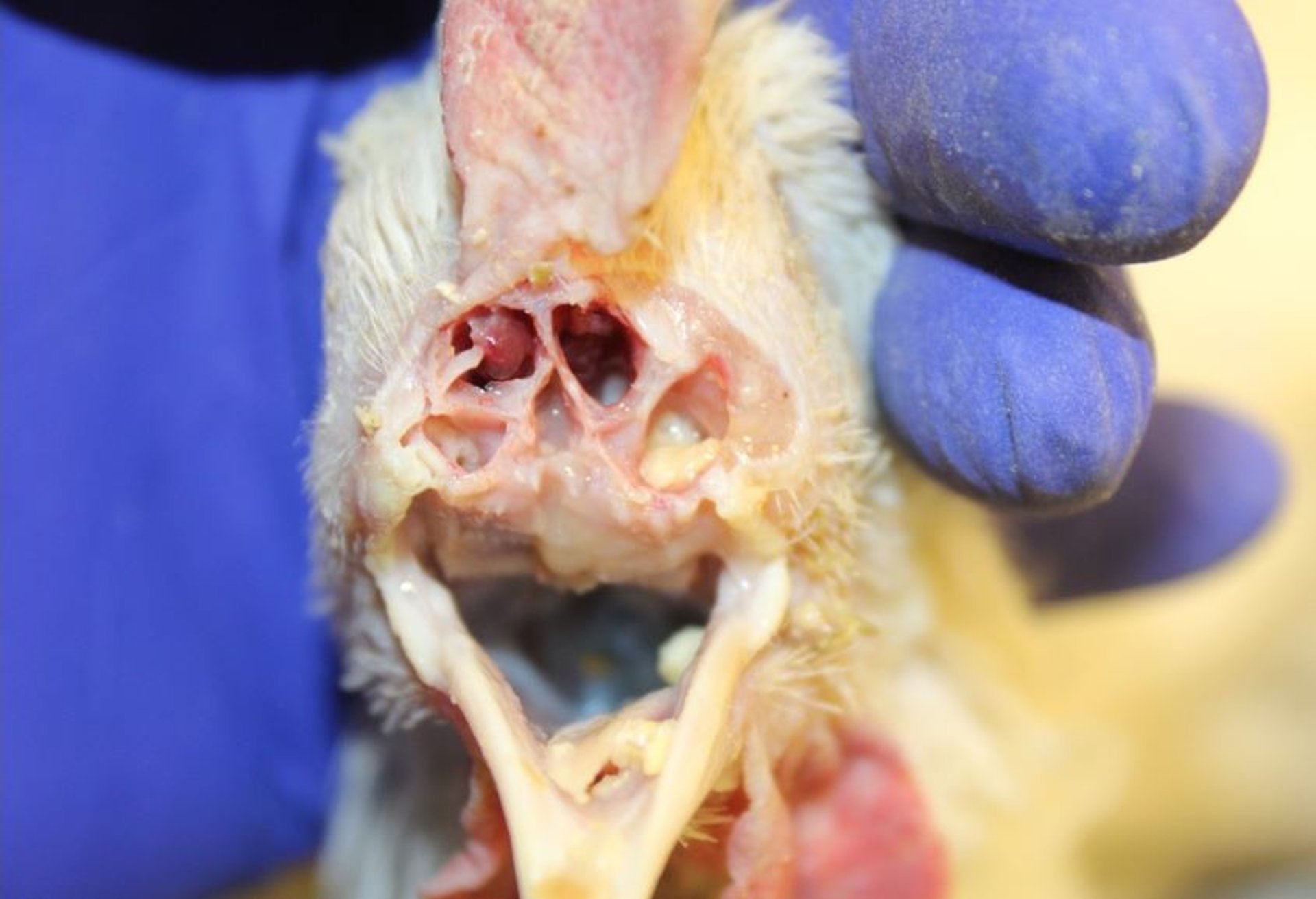 Coriza infecciosa, sinusitis