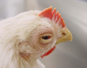 Virus de la laringotraqueítis infecciosa, conjuntivitis leve, pollo de engorde