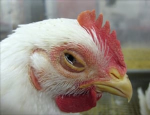 Virus de la laringotraqueítis infecciosa, conjuntivitis moderada, pollo de engorde