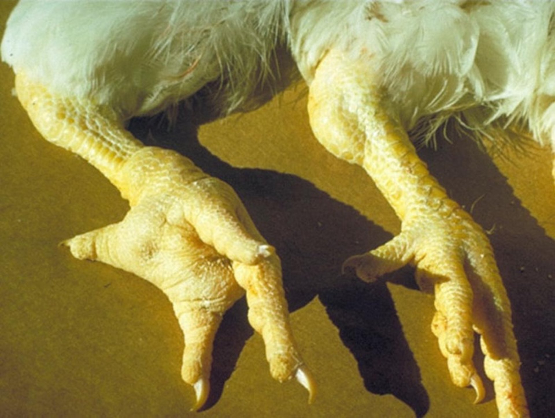 <i >Mycoplasma synoviae</i> (infectious synovitis), legs, chickens