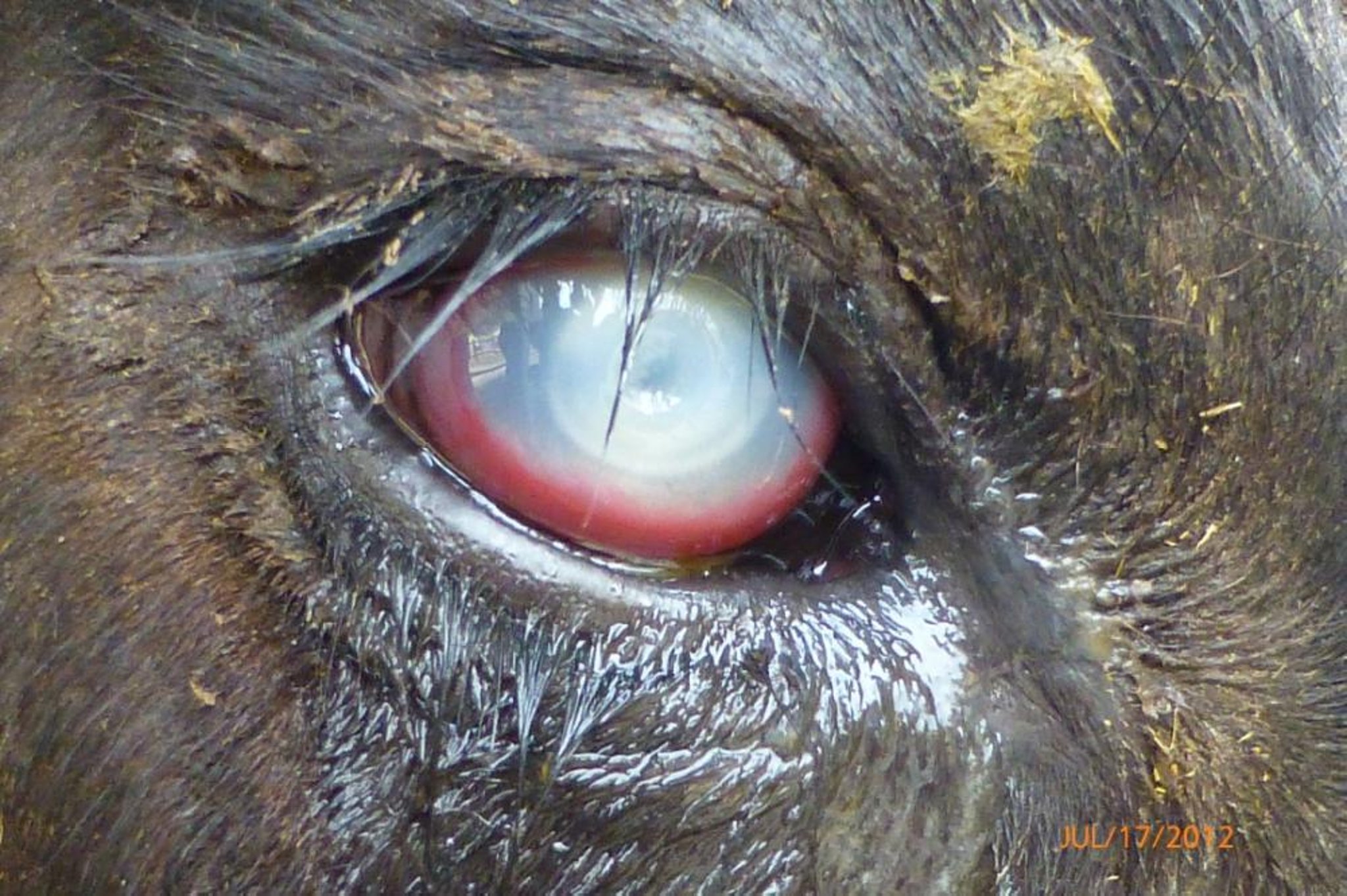 Queratoconjuntivitis infecciosa bovina