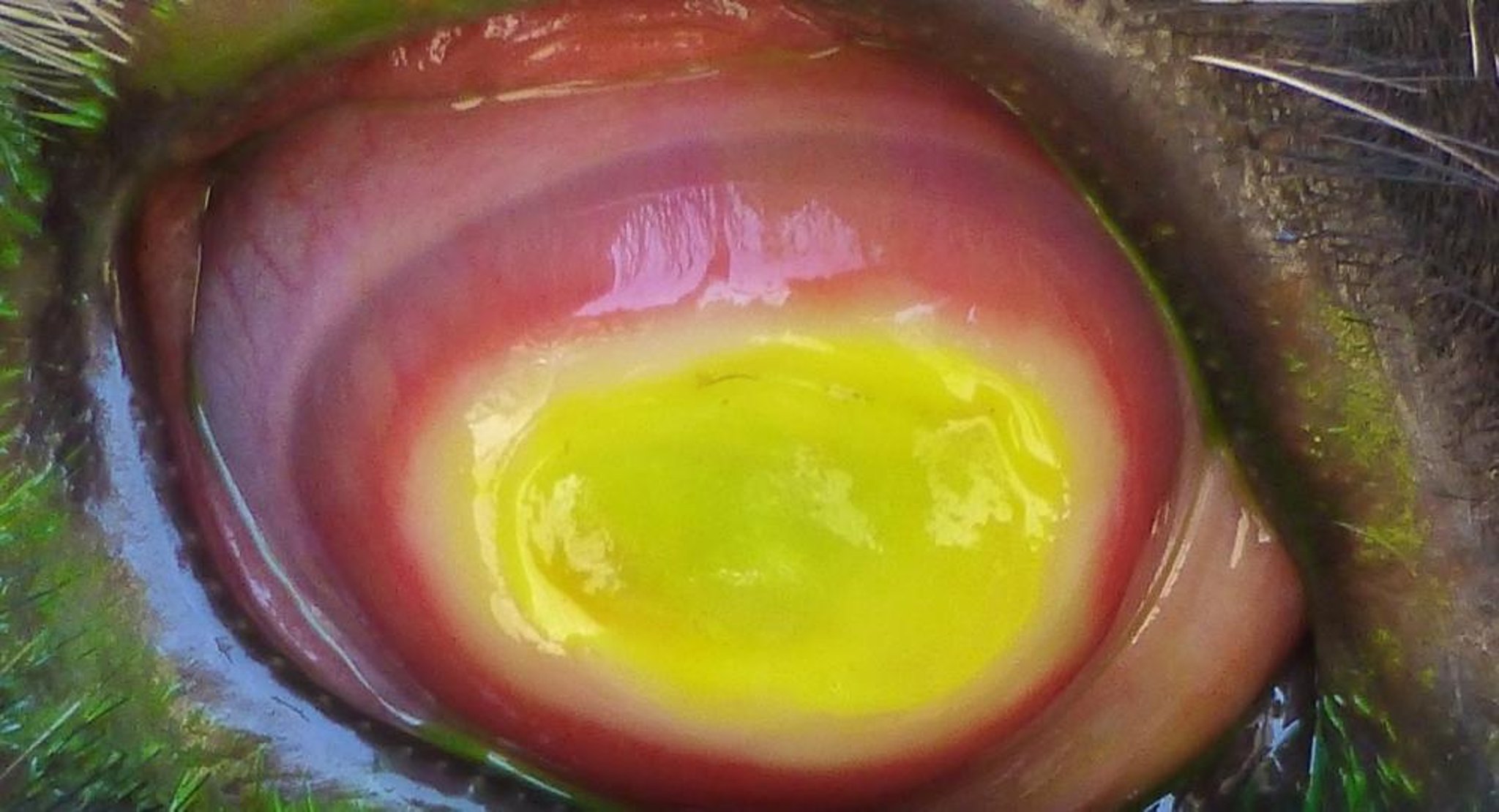 Queratoconjuntivitis infecciosa bovina, con tinción