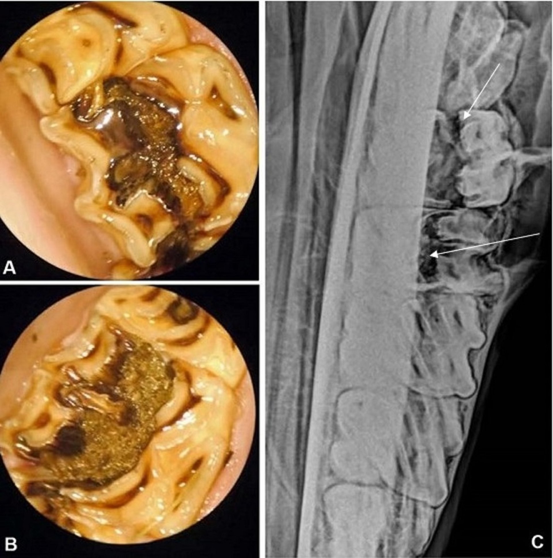 Caries infundibular, caballo