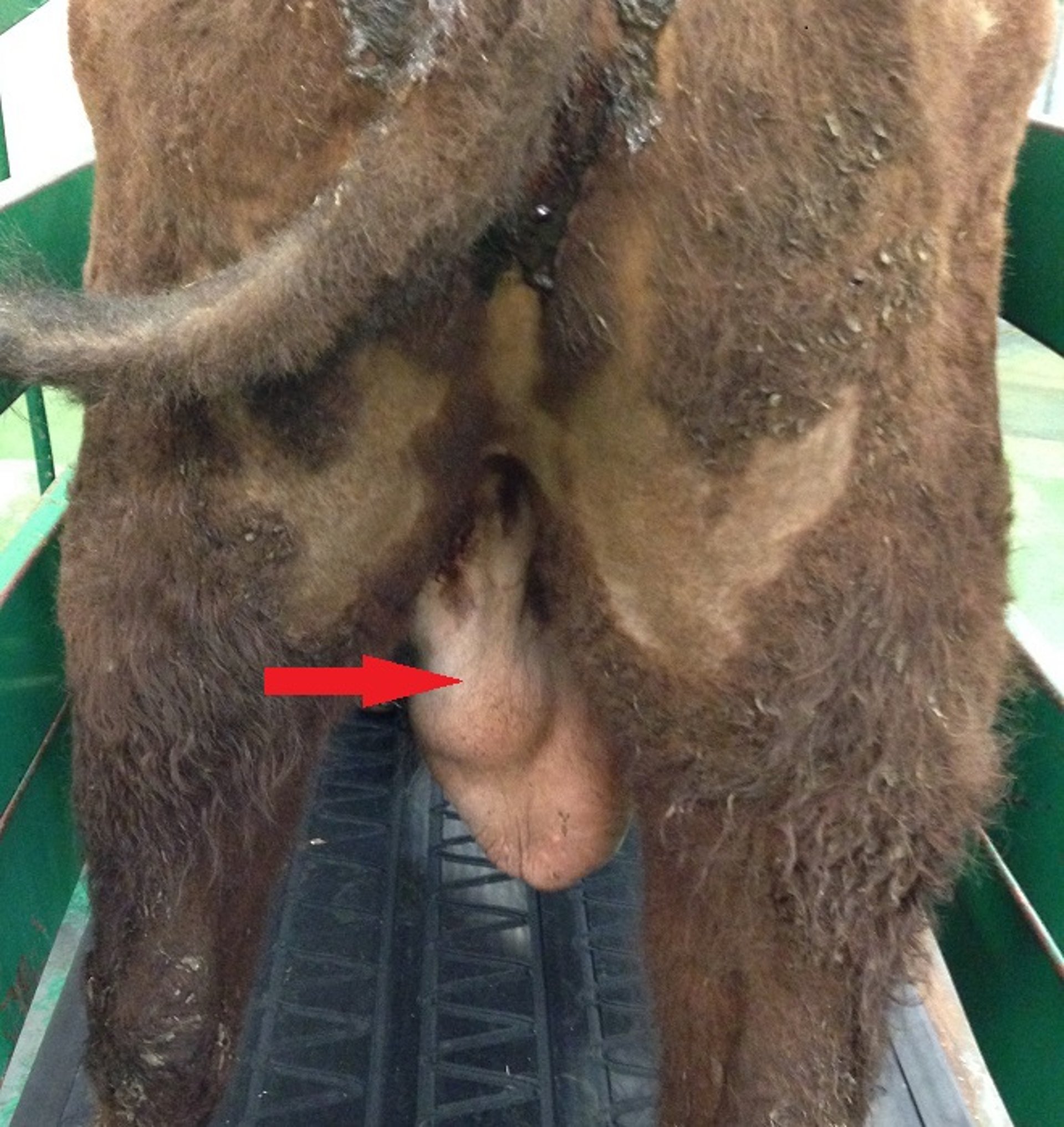 Hérnia inguinal, touro
