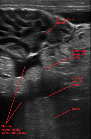 Hernia inguinal, carnero, ecografía