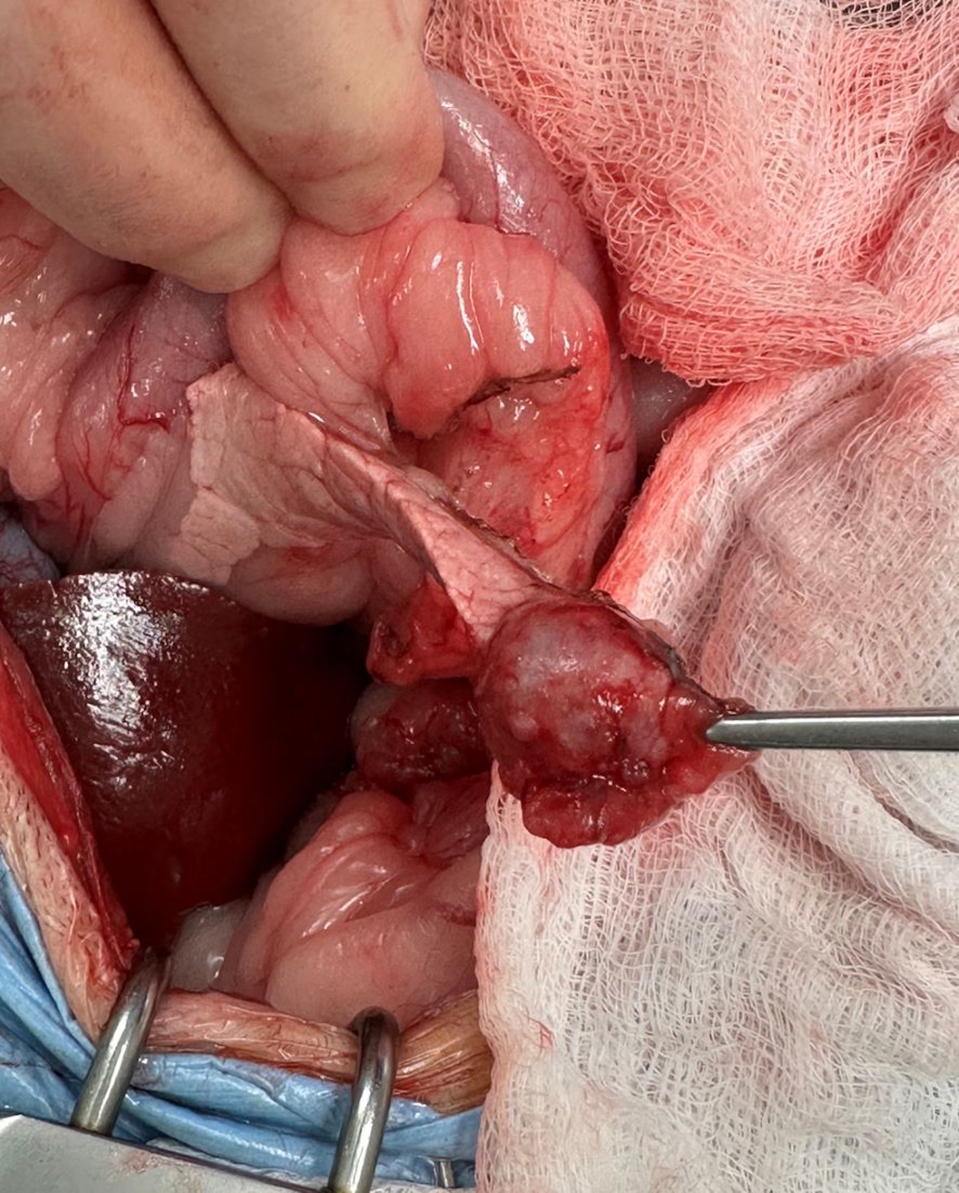 Insulinoma, cão