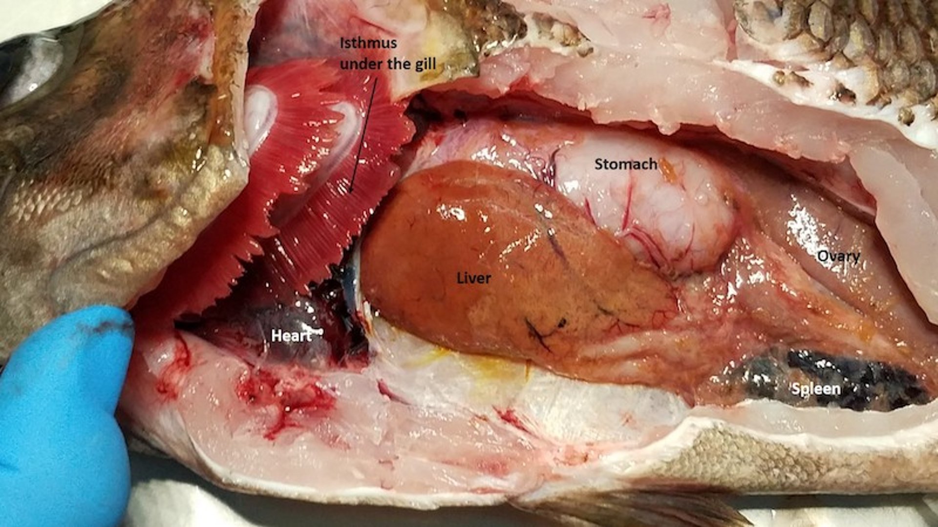 Anatomía interna básica, perca americana