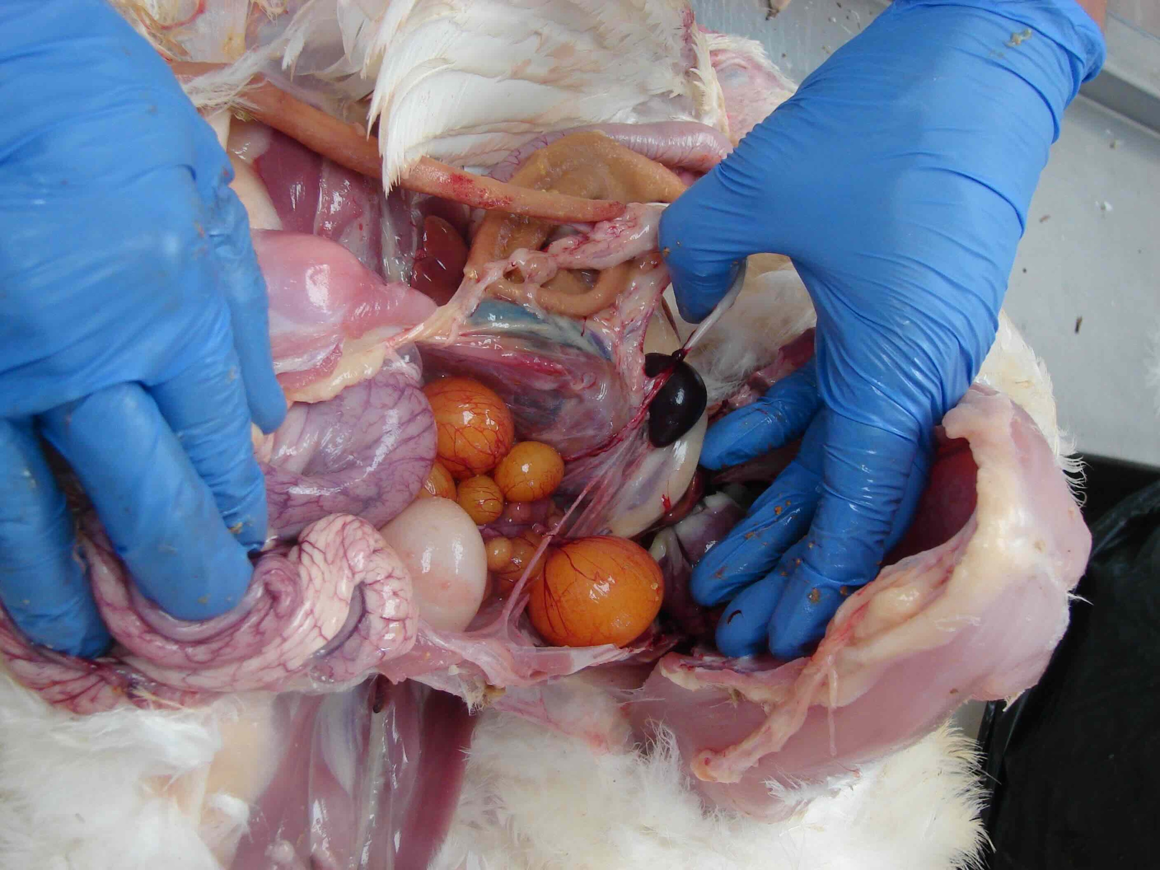 Internal layer, chicken
