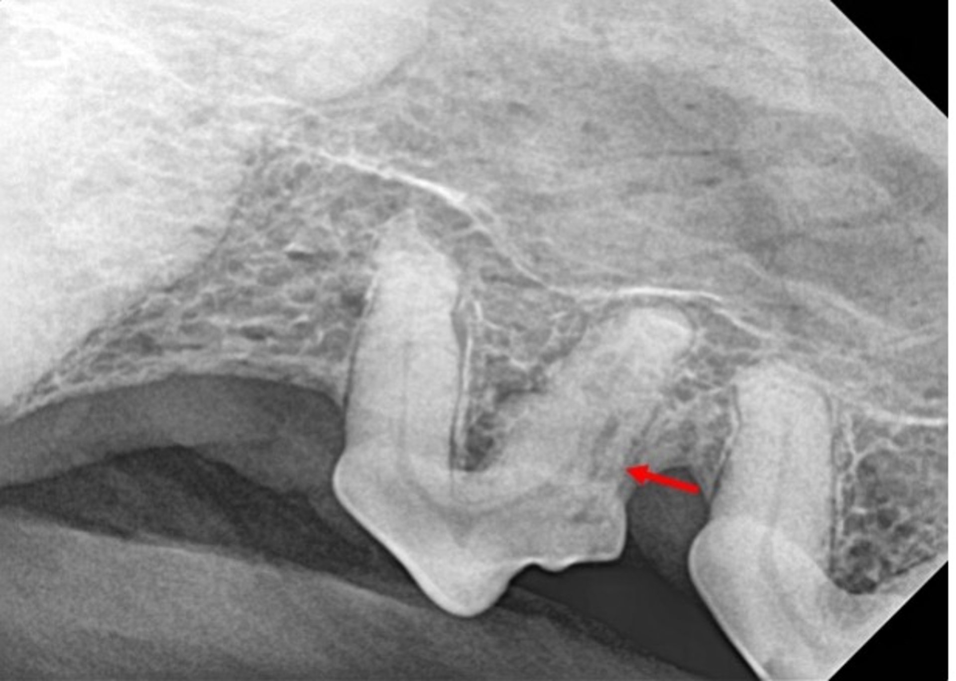 Internal tooth resorption, dog