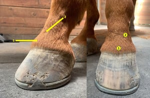 Interphalangeal joint block sites, horse