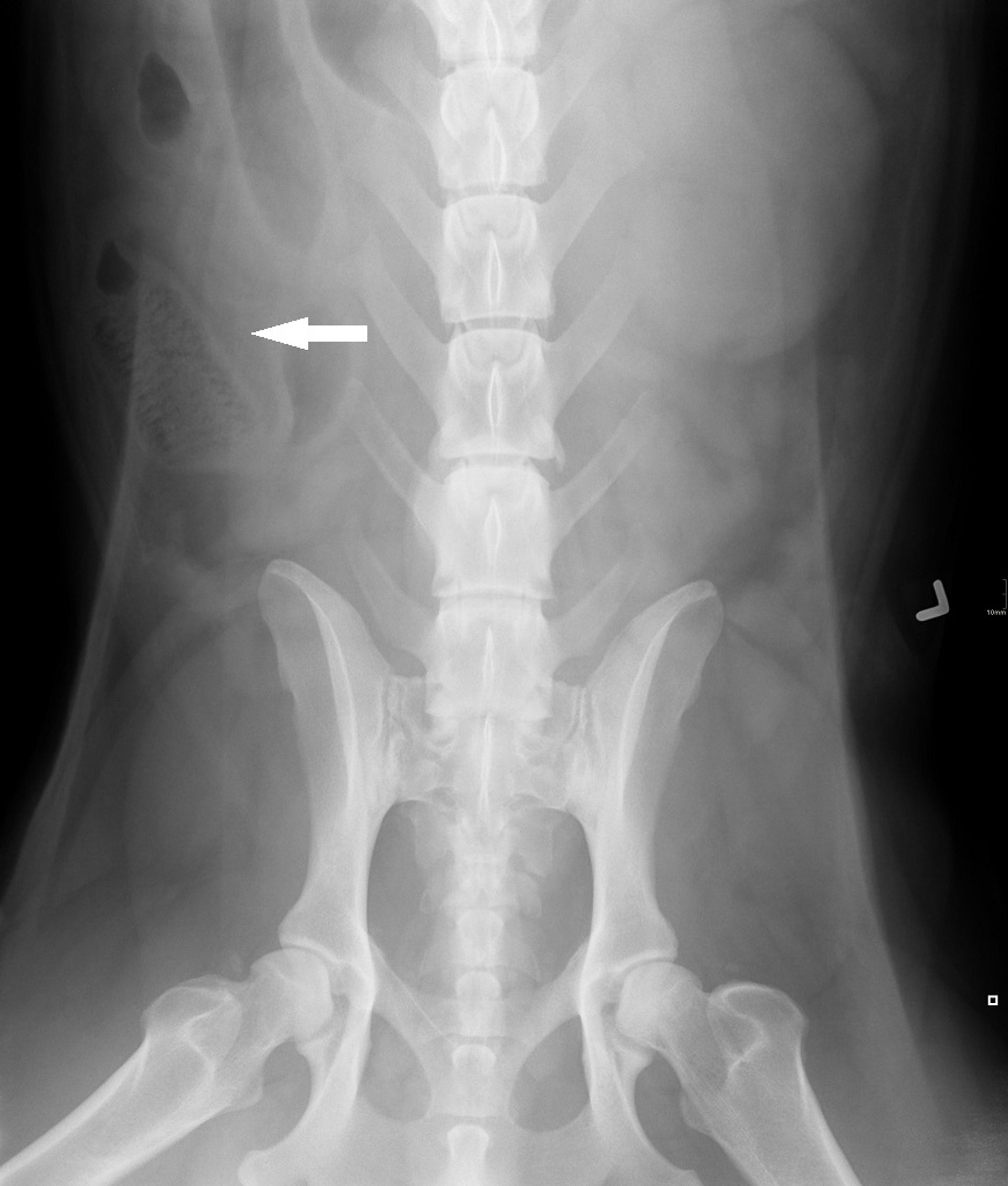 Obstrucción intestinal, vista ventrodorsal, perro