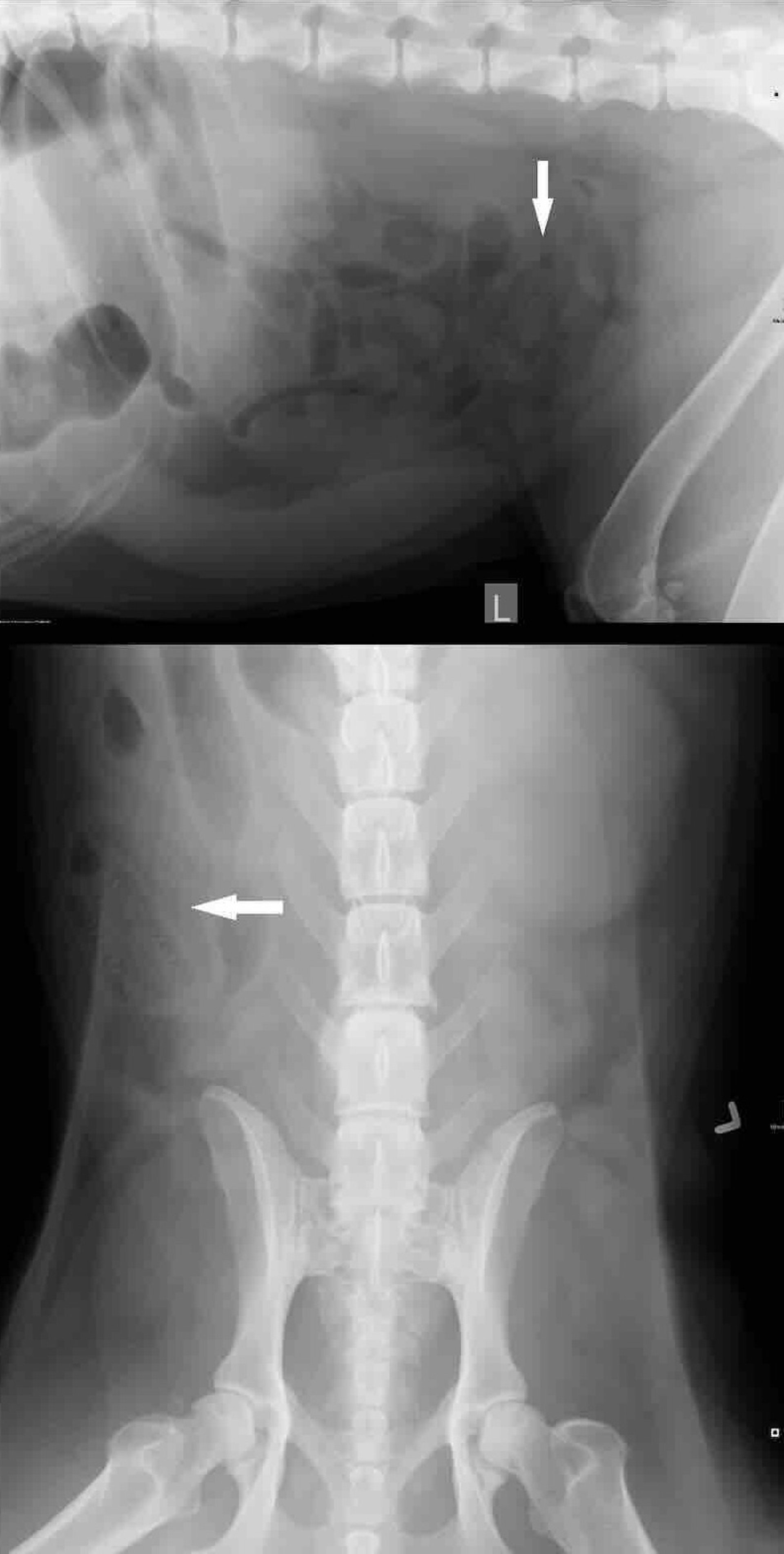 Intestinal obstruction, radiographs, lateral and ventrodorsal views, dog