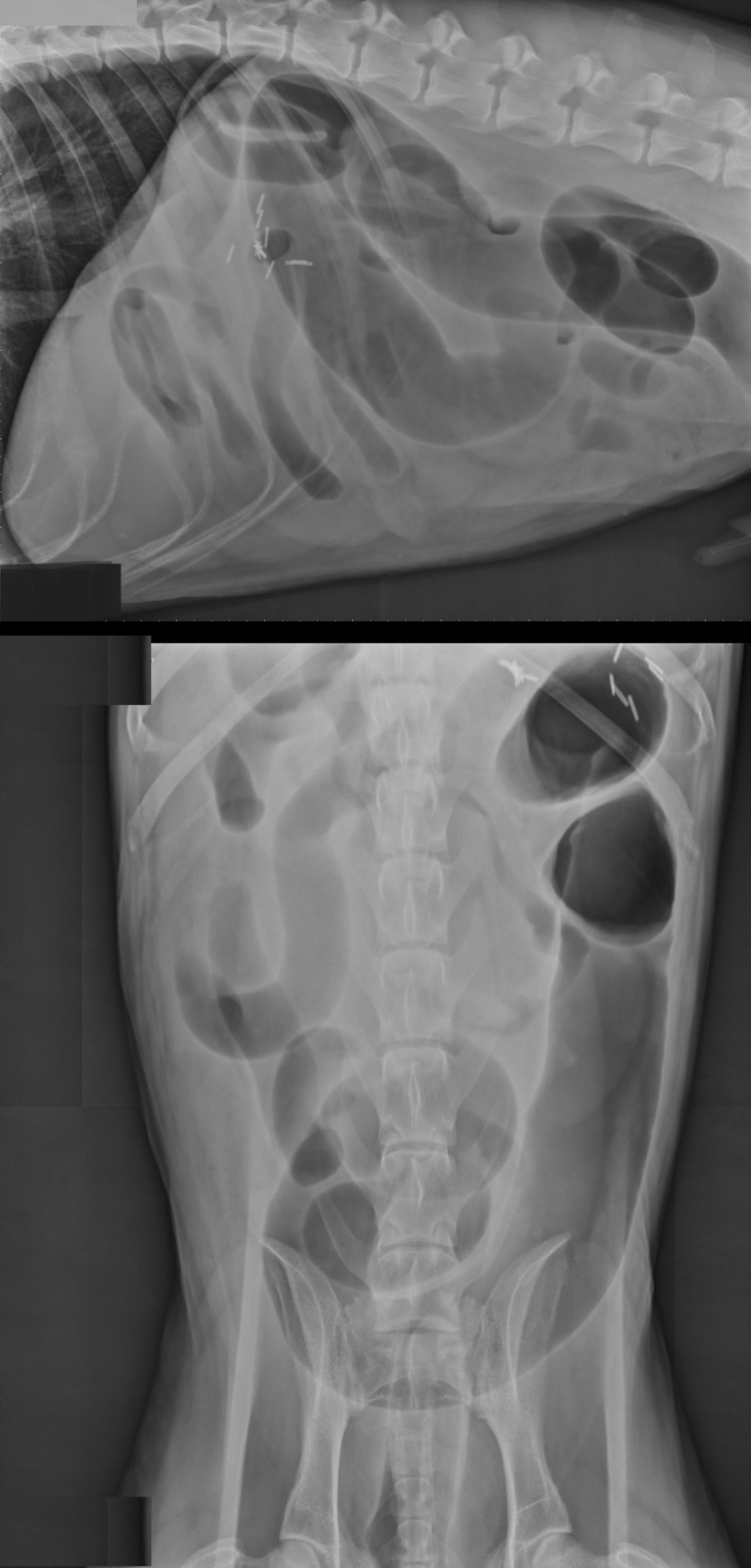 Vólvulo intestinal, radiografias, vistas lateral e ventrodorsal, cão