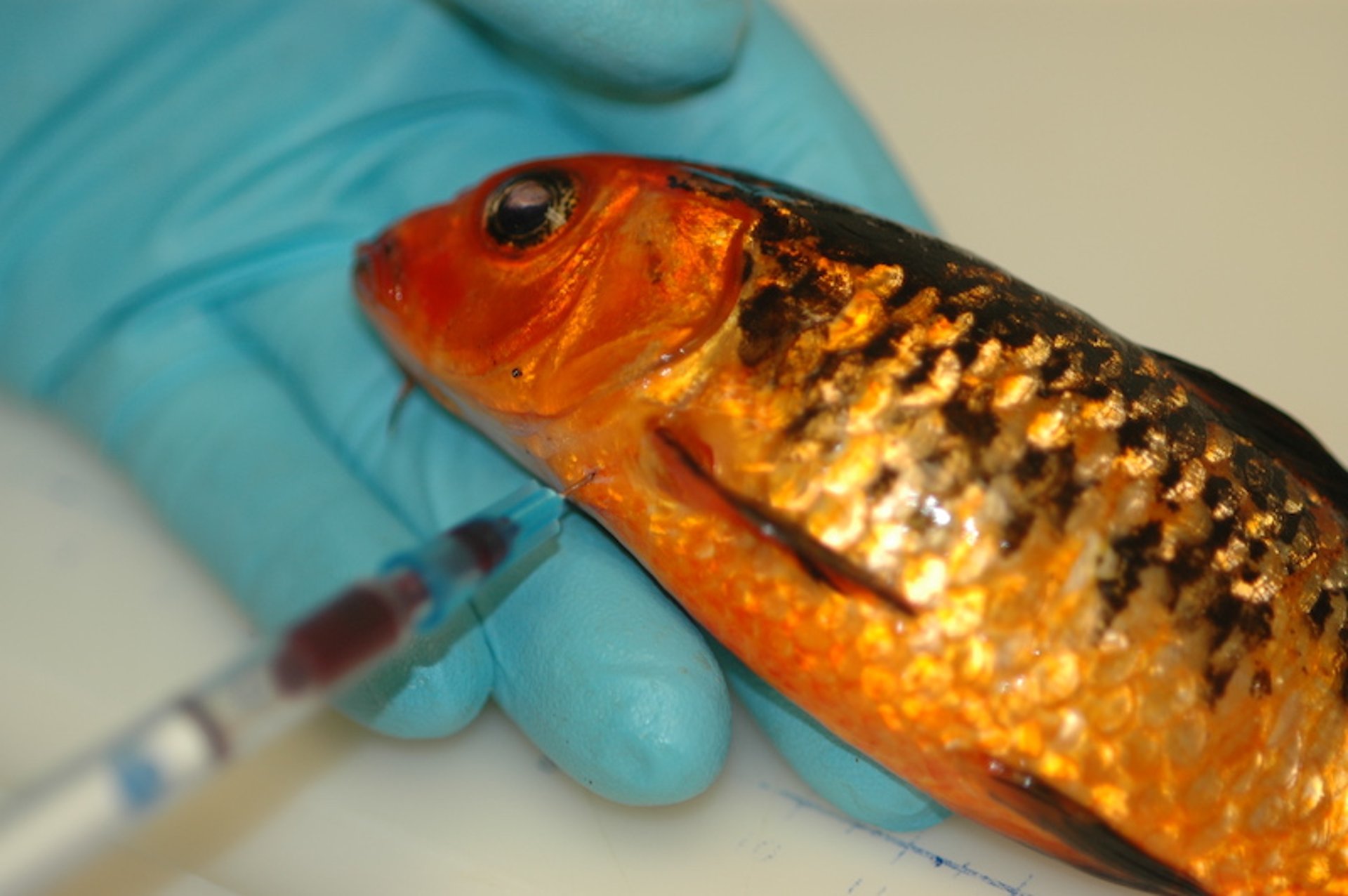 Inyección intracardiaca, koi, <i >Cyprinus carpio</i>