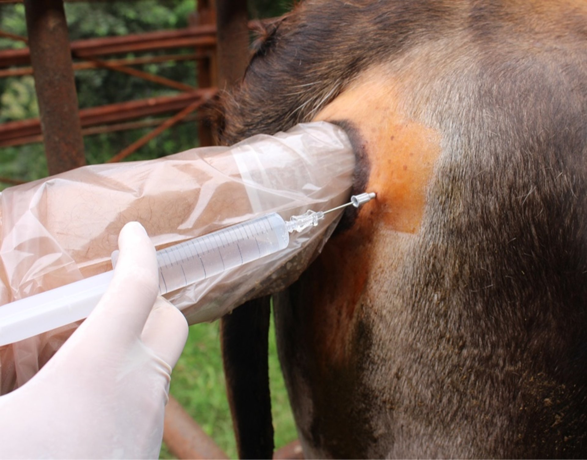 Intraglandular injection, bull