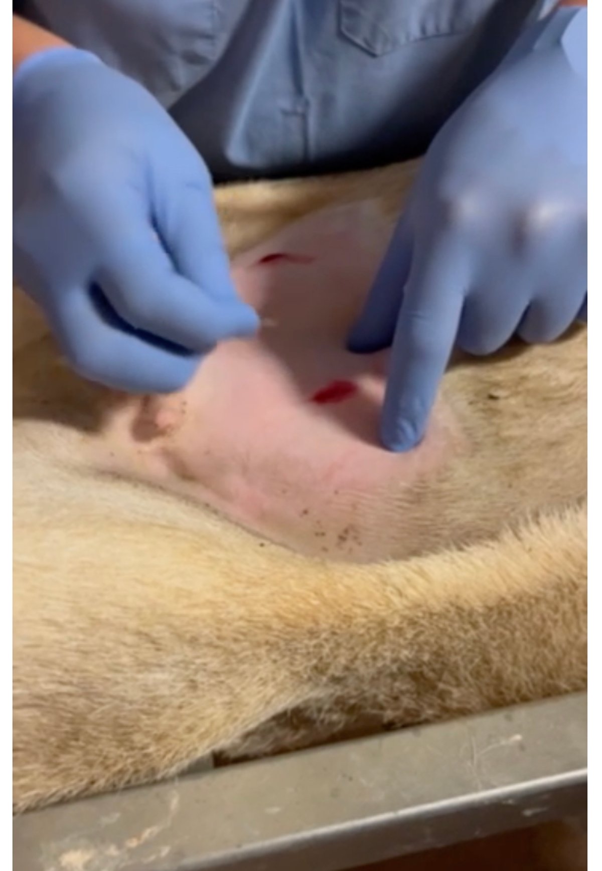 Intrauterine laparoscopic insemination, surgical preparation, ewe