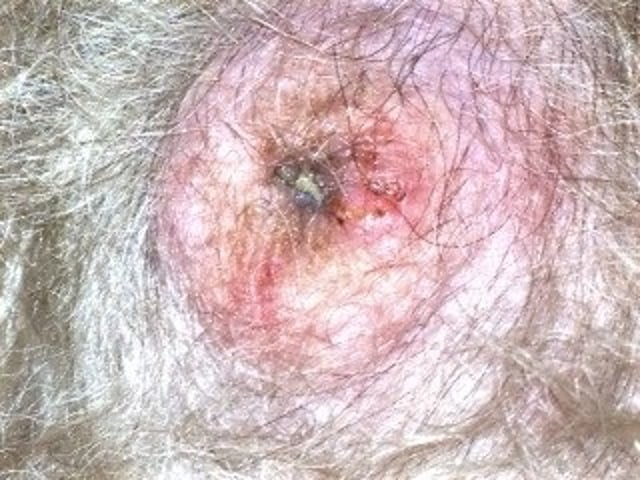 Inverted nipple, bitch