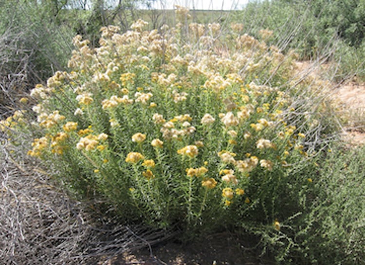 <i >Isocoma pluriflora</i> (<i >Haplopappus heterophyllus</i>) (Rayless Goldenrod, Jimmyweed)