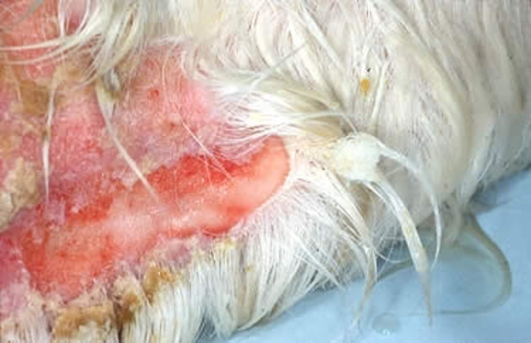 Epidermólisis ampollosa juntural, caballo
