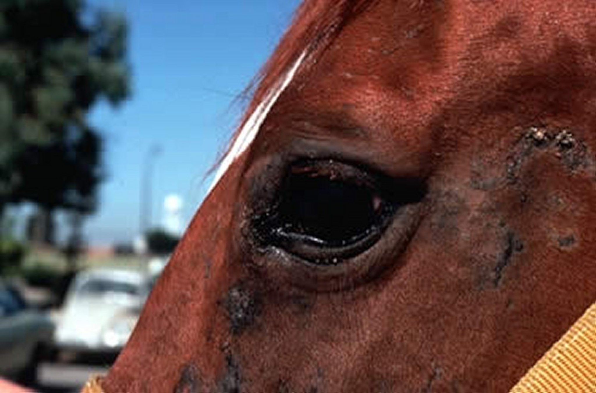 Dermatitis asociada a <i >Onchocerca</i>, caballo