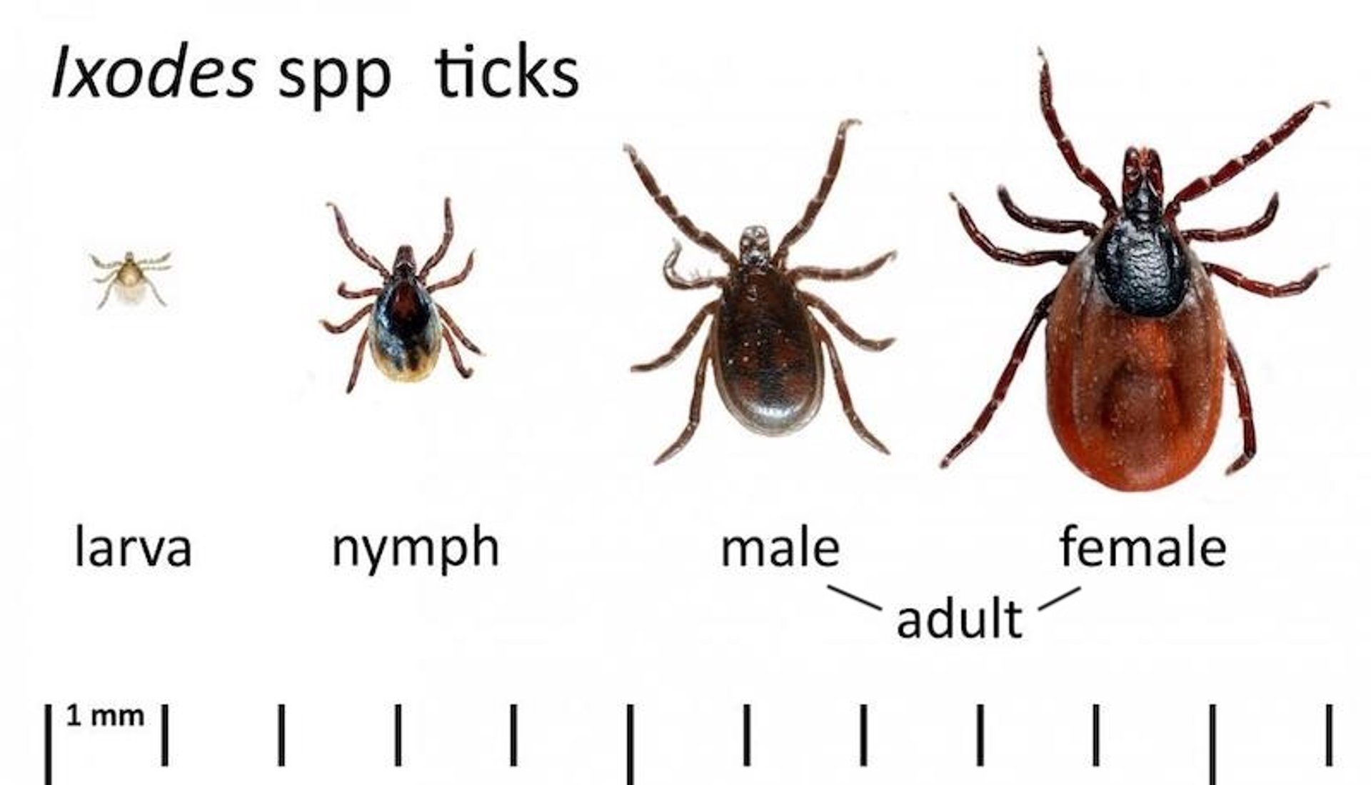 Developmental stages of <i >Ixodes</i> spp ticks