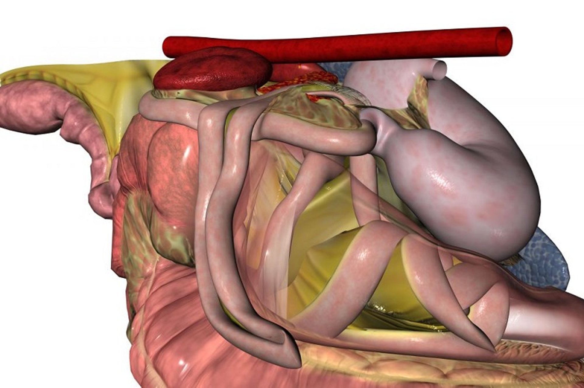 Jejunum incarceration, horse