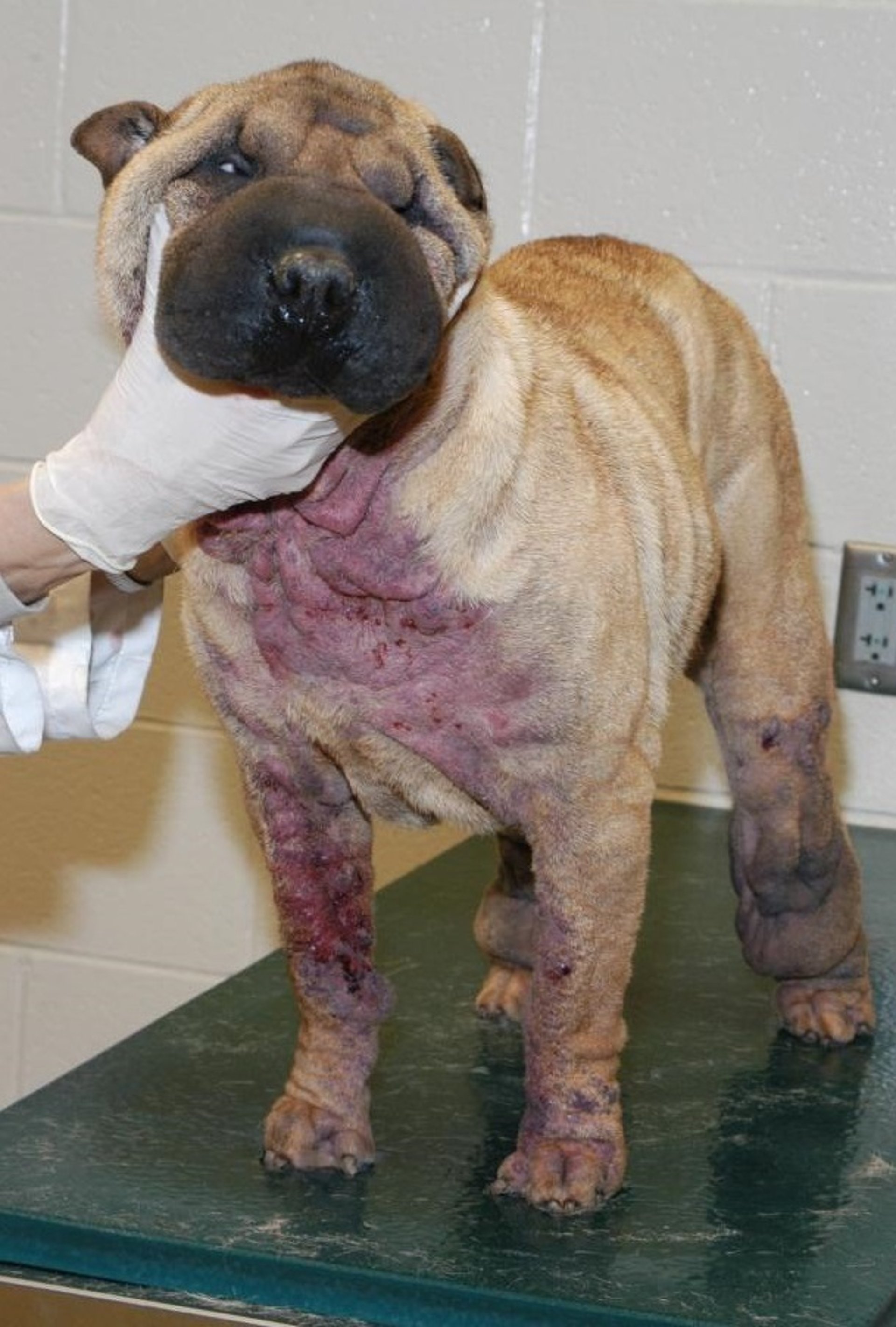 Juvenile-onset generalized demodicosis, dog