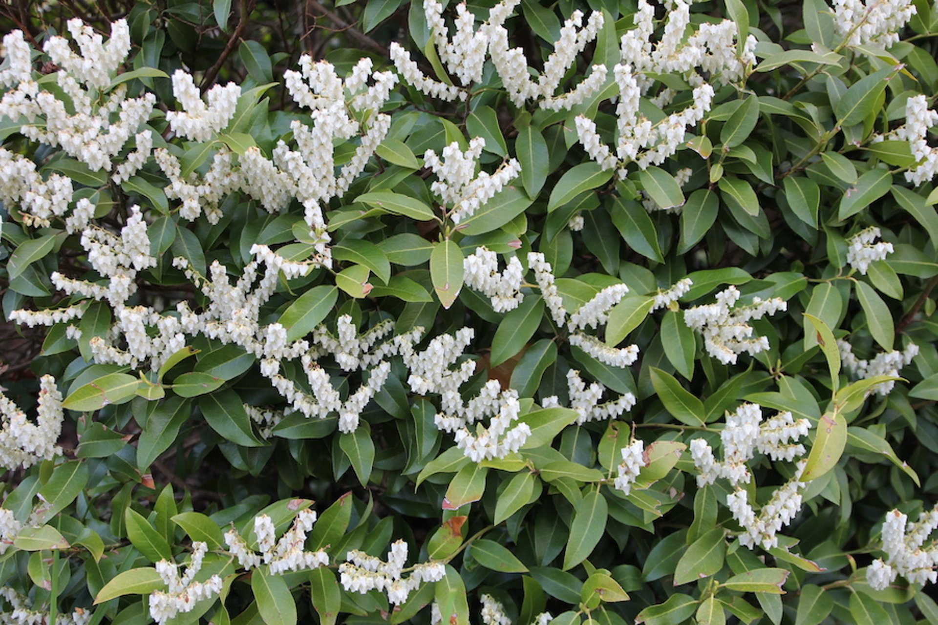 Andrómeda japonesa (<i >Pieris japonica</i>)