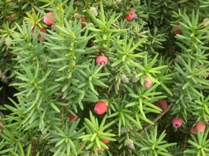 Japanese yew (Taxus spp)