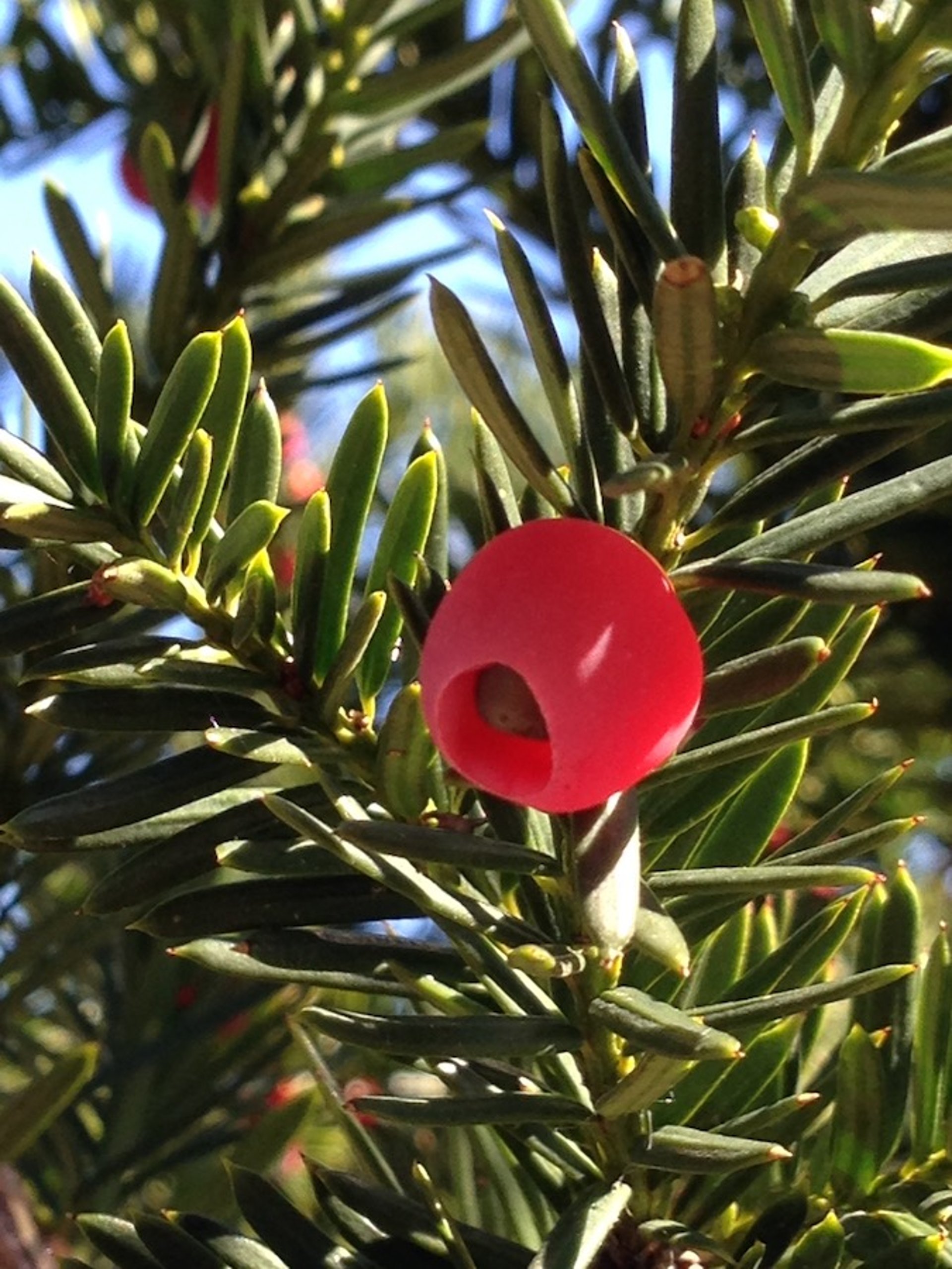 Japanese yew, closeup (<i >Taxus</i> spp)