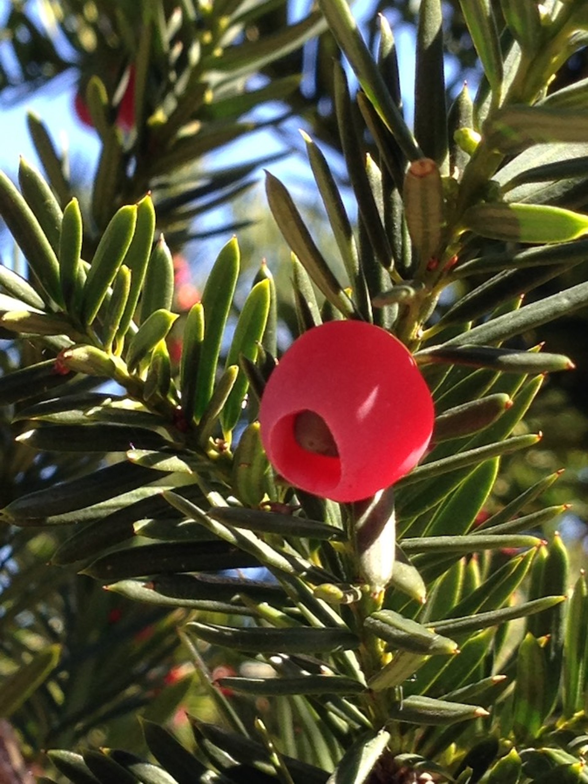 Tejo japonés, primer plano (<i >Taxus</i> spp)