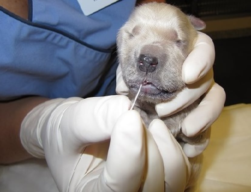 Acupressão, cão recém-nascido