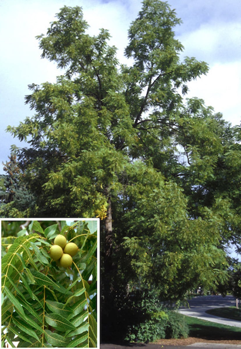 <i >Juglans nigra</i> (nogal negro americano)