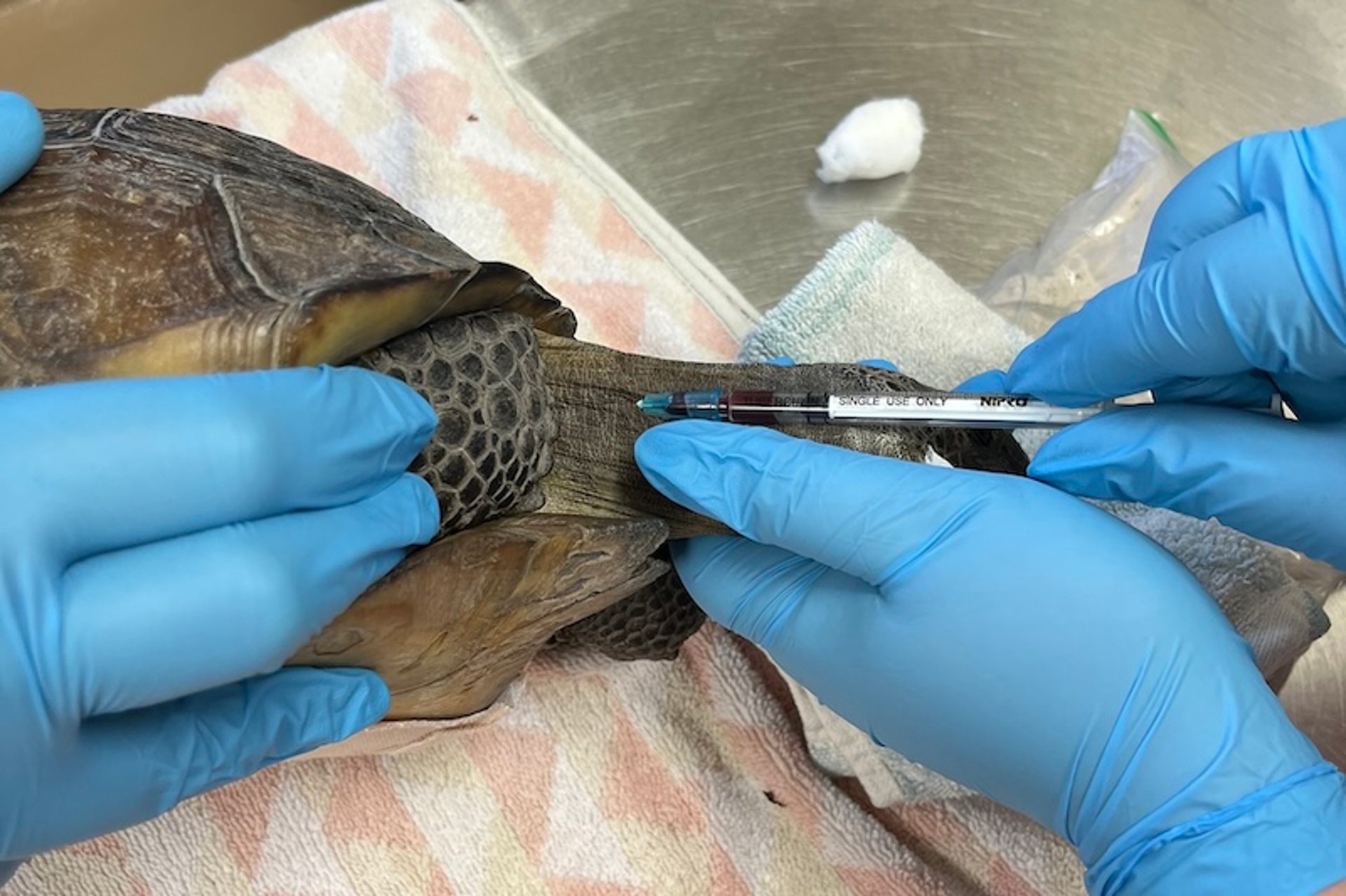 Jugular venipuncture, tortoise