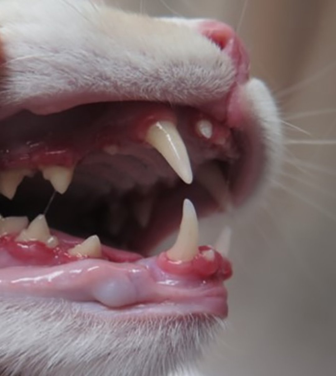 Juvenile-onset periodontitis, cat