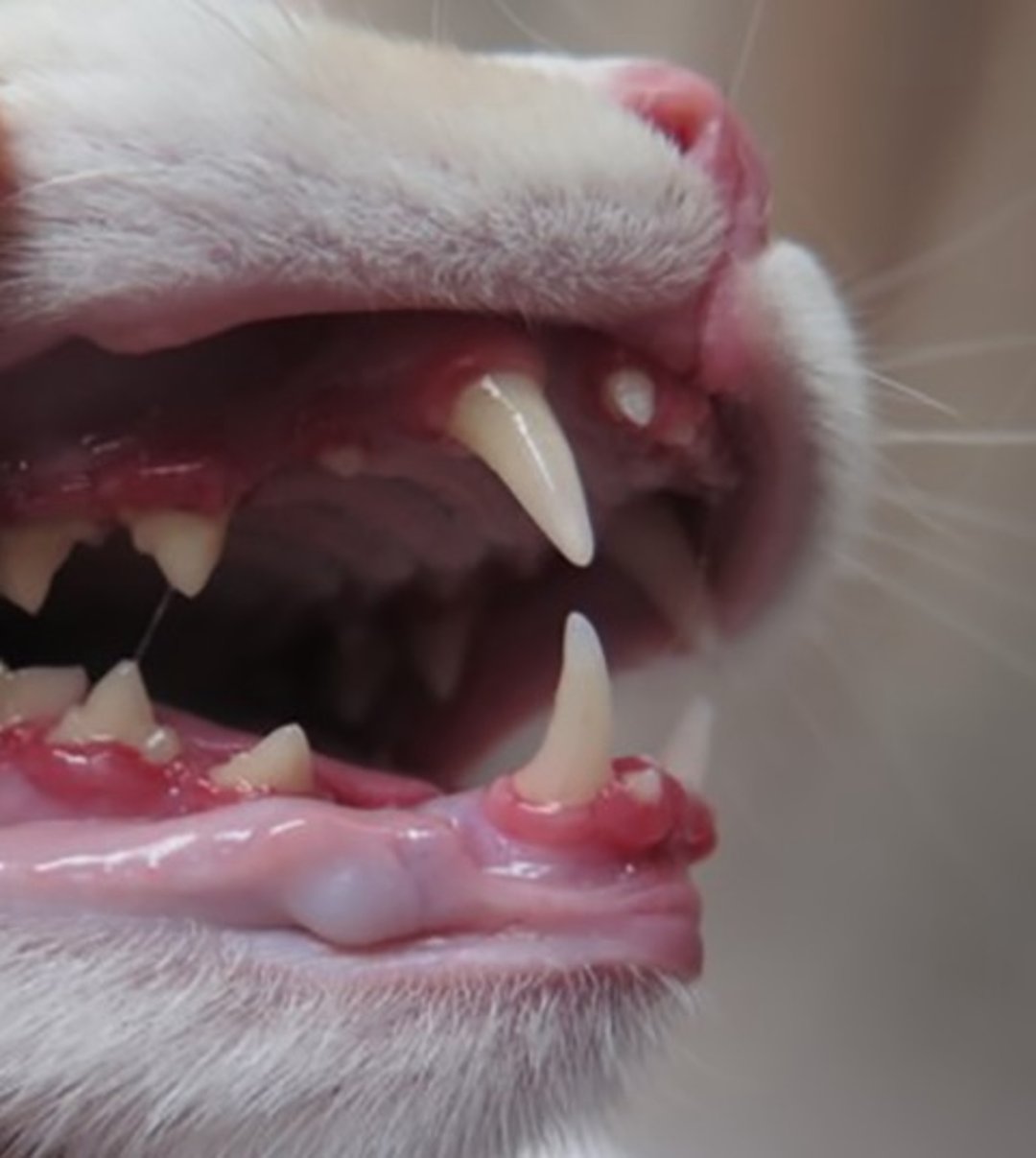 Periodontitis de inico juvenil, gato