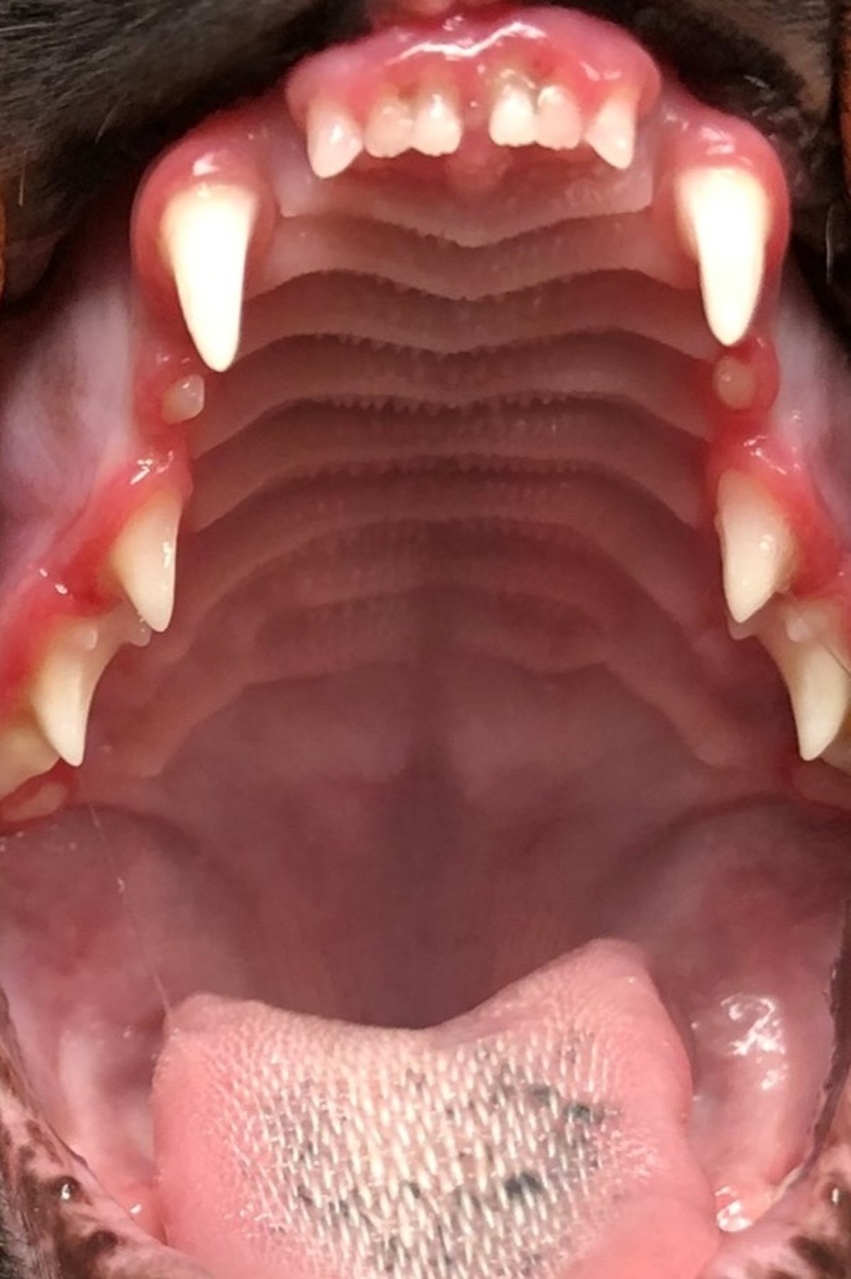 Juvenile-onset periodontitis, caudal aspect, cat