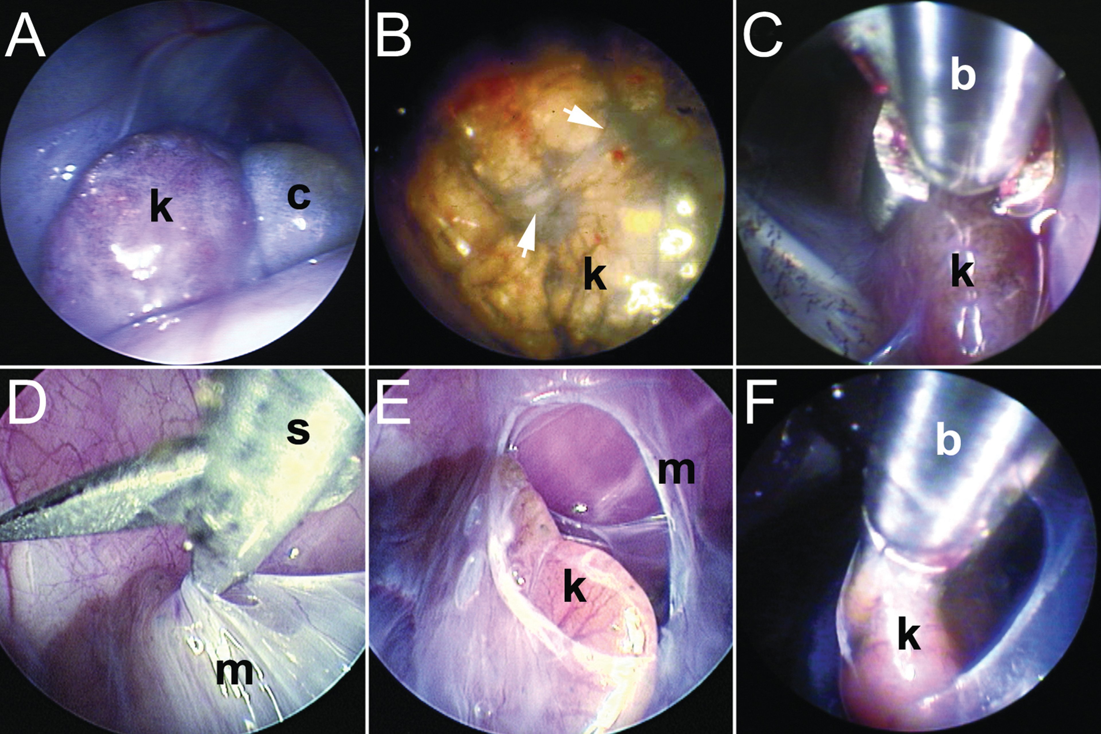 Endoscopic pathology and kidney biopsy, various reptiles