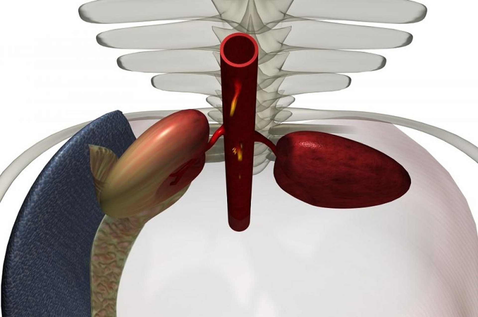Kidneys and spleen, horse