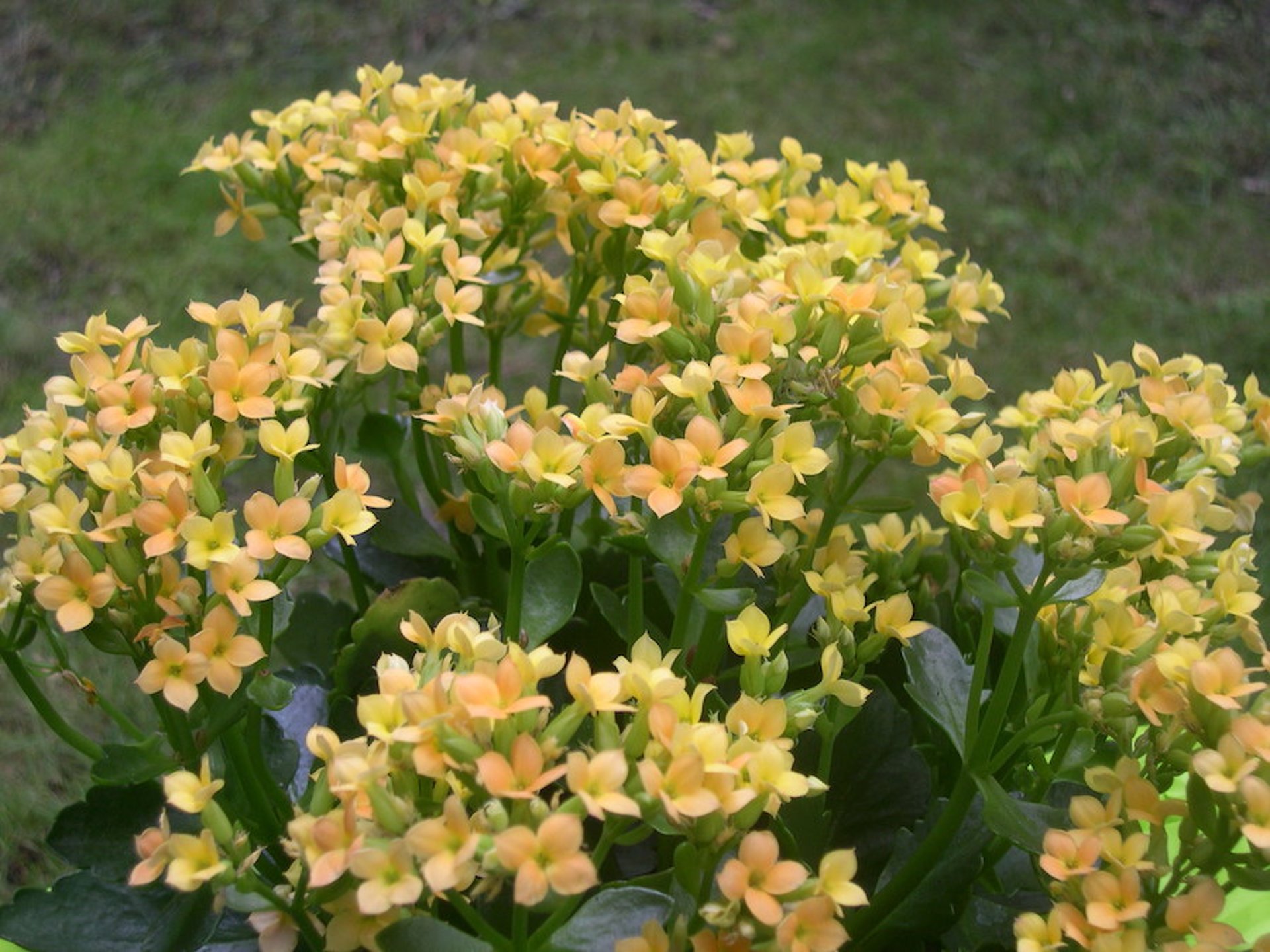 <i >Kalanchoe</i> spp