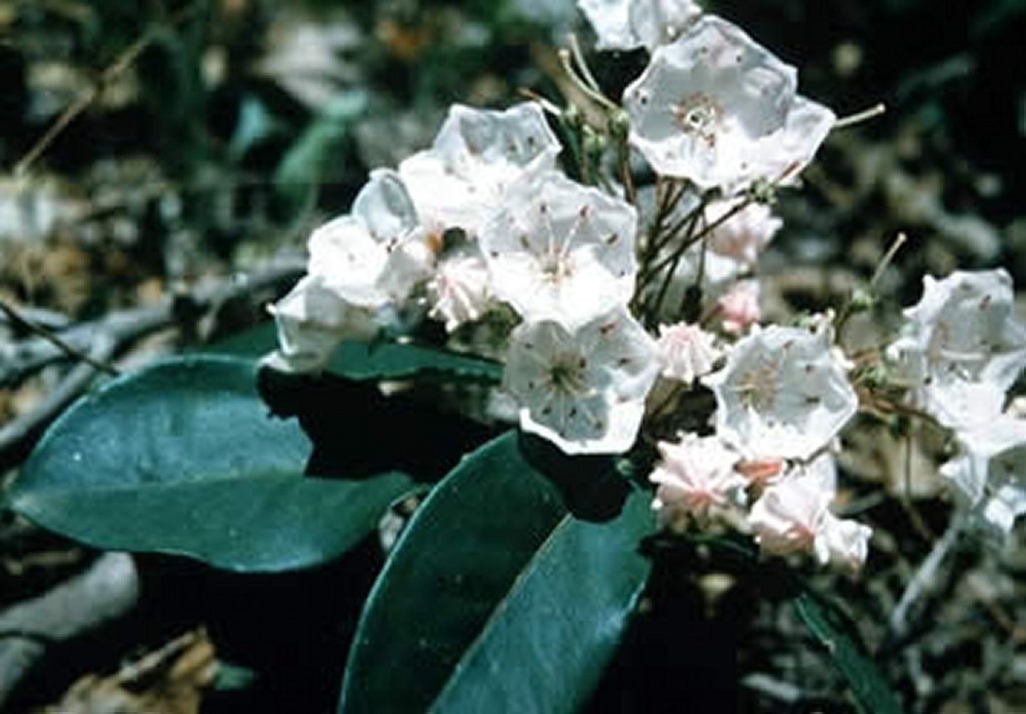 <i >Kalmia</i> spp (laurel)