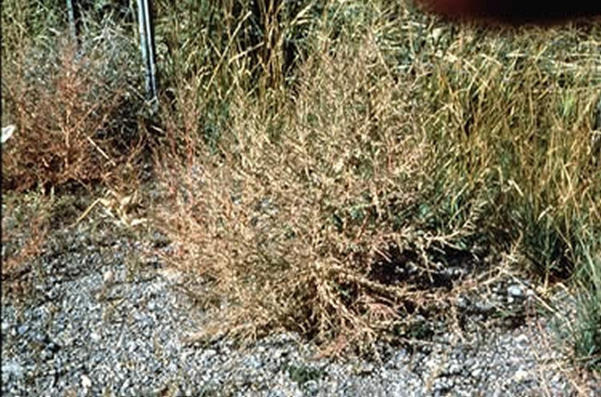 <i >Kochia scoparia</i> (Kochia)