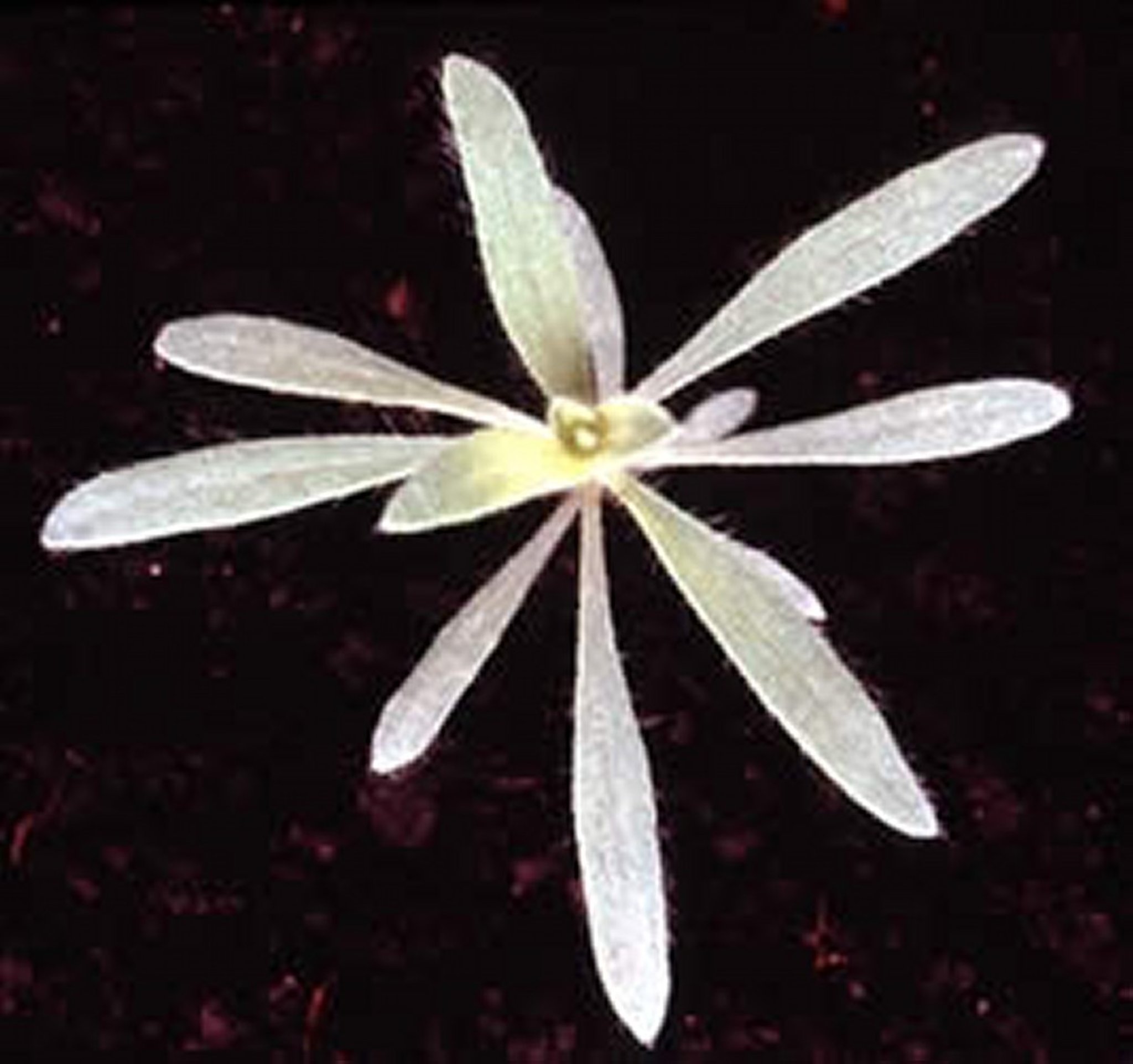 <i >Kochia scoparia</i> (albahaca larga, pinito de Cádiz), plántula
