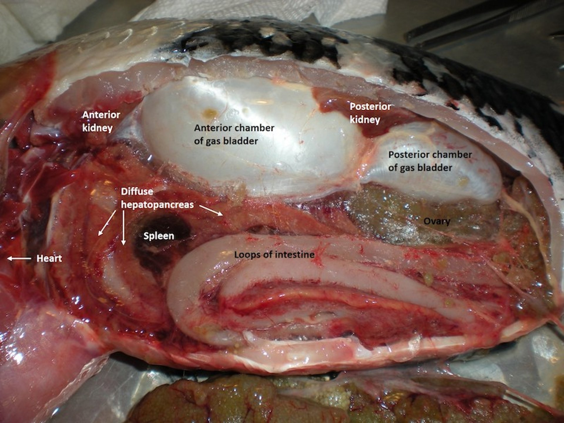 Anatomía interna, koi