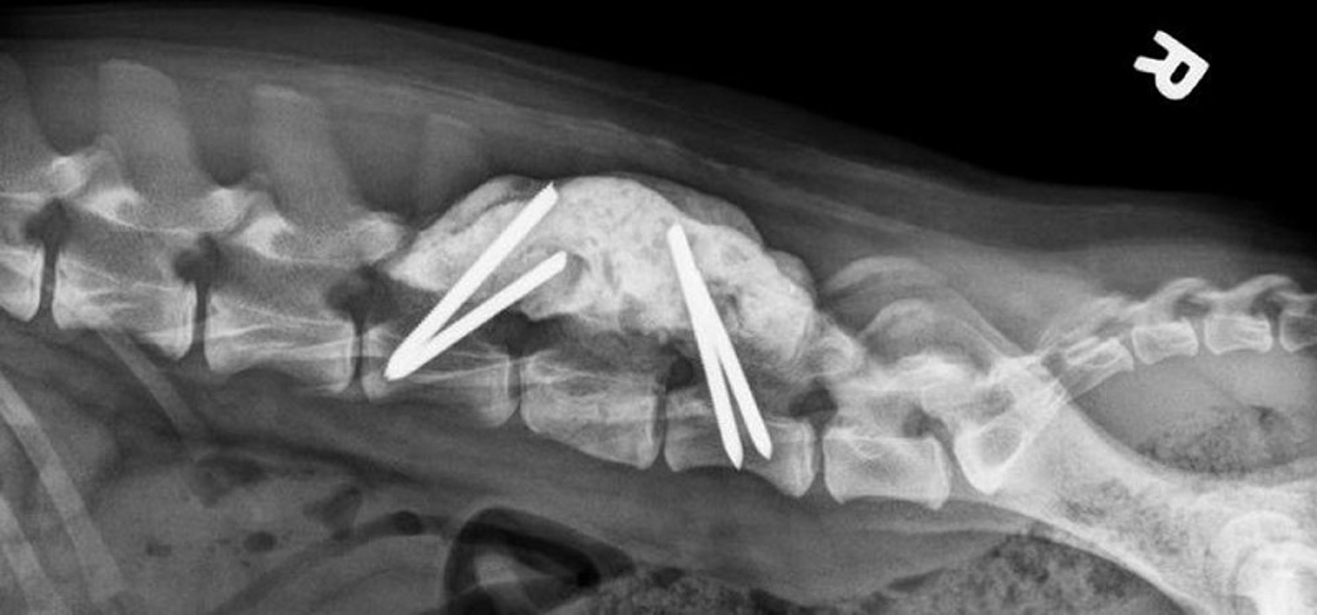 L5 fracture and L5-L6 luxation fixation, dog, 6 weeks after surgery