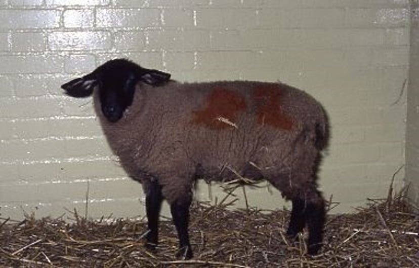 Coccidiosis, lamb