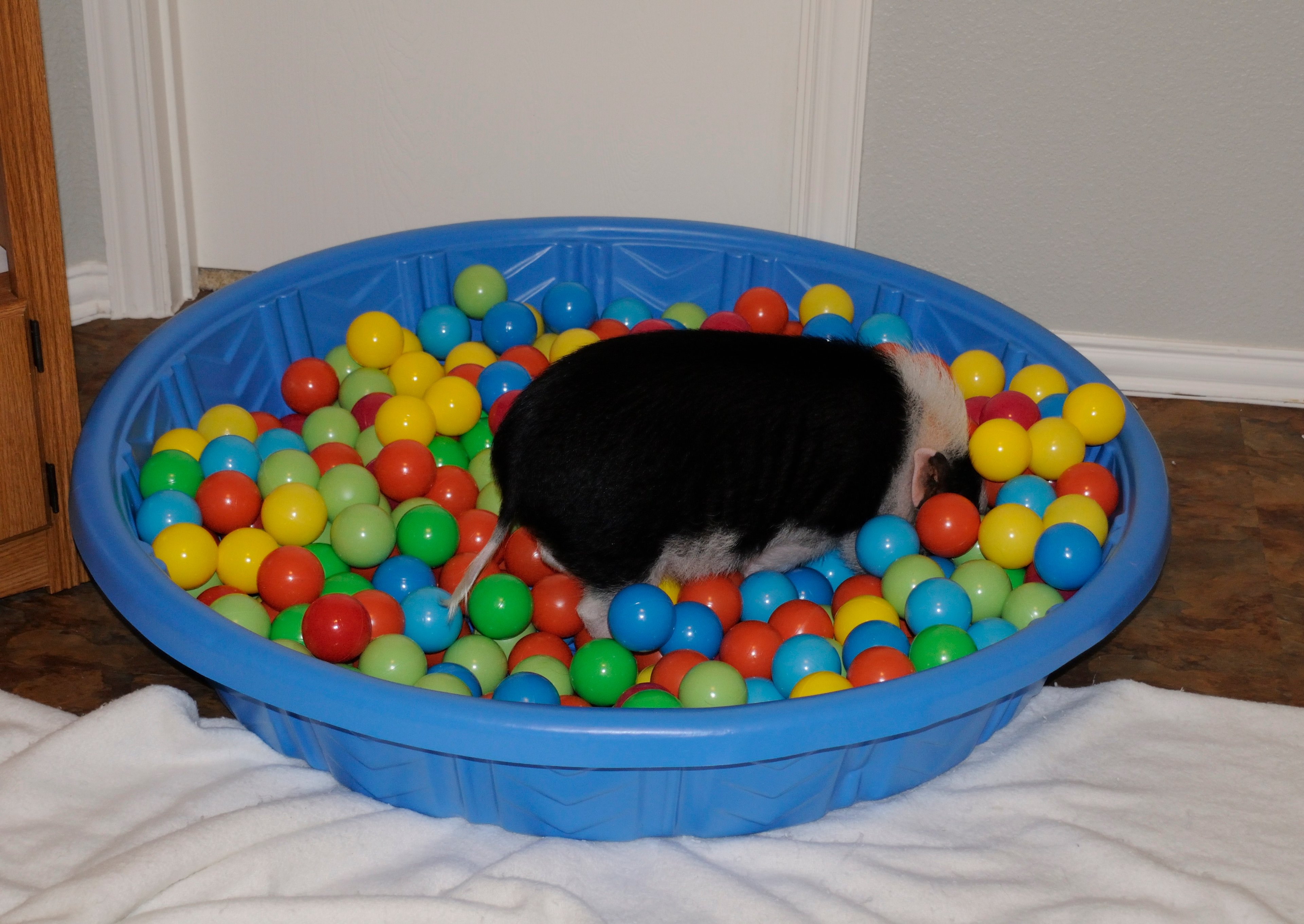 Large rooting box for miniature pet pig