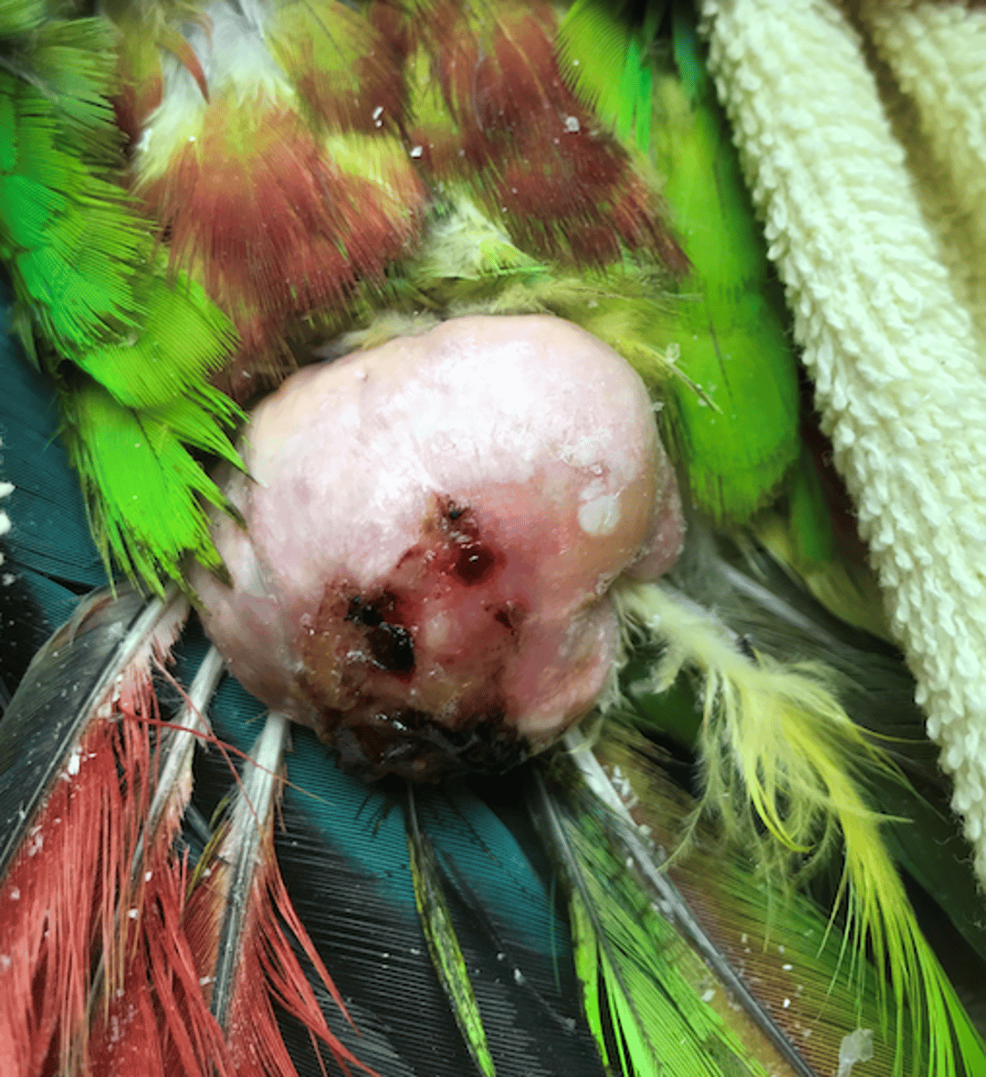 Xantoma, loro