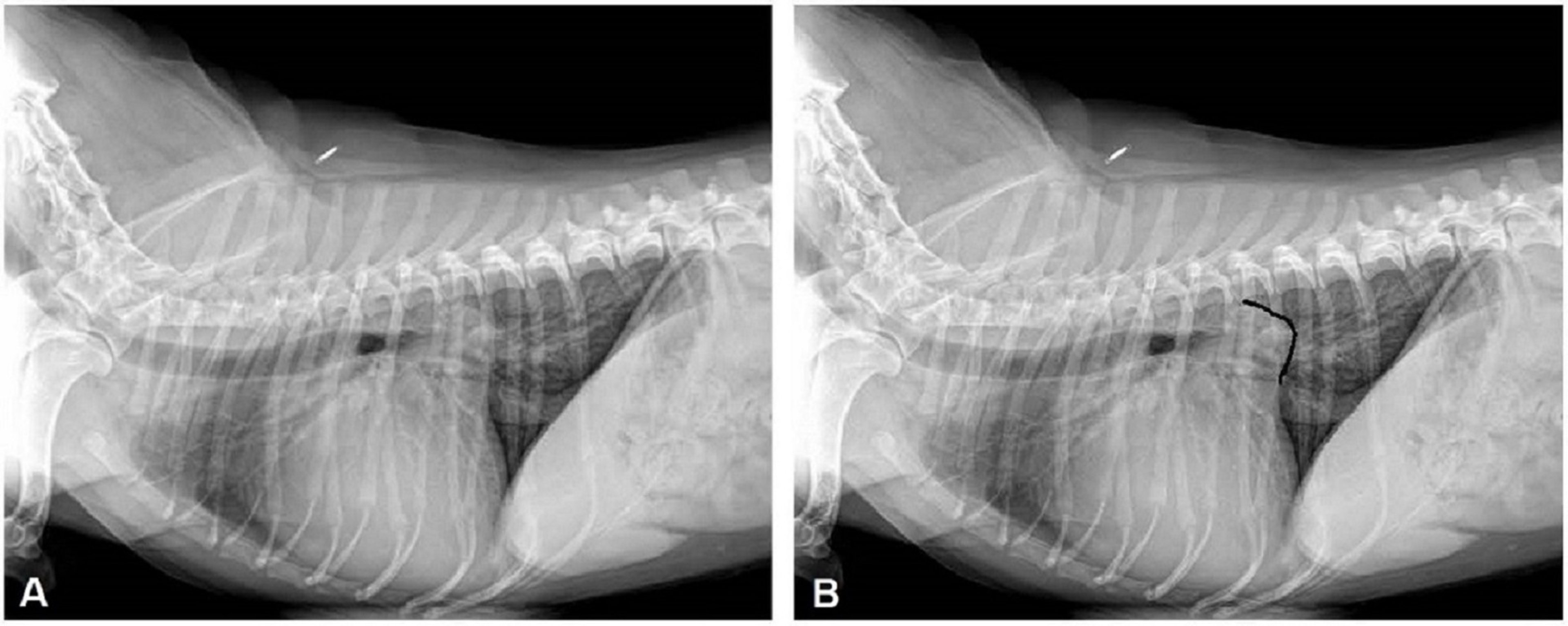 Congestive heart failure, dog, radiograph